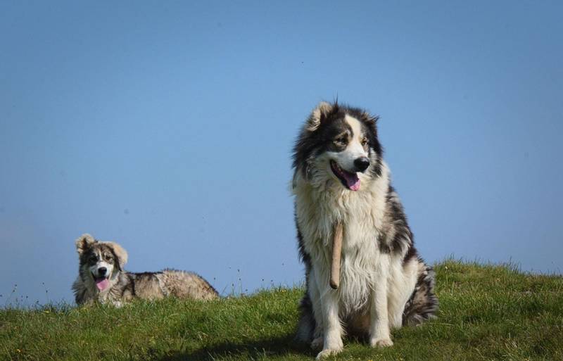 Romanian Carpathian Shepherd Dogs