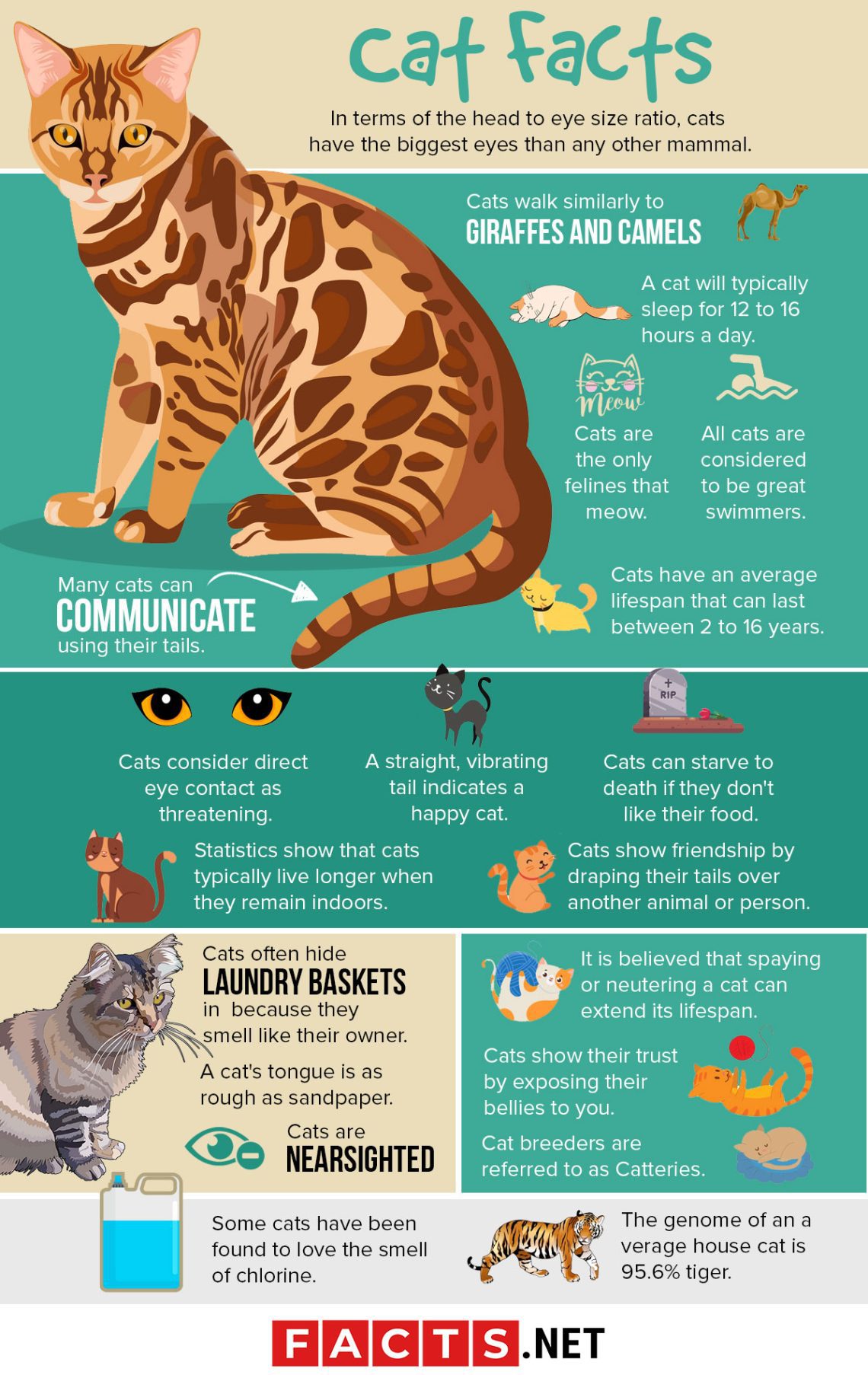 4 curious facts about kittens