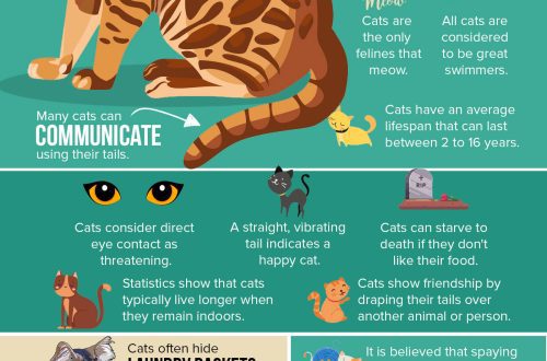 4 curious facts about kittens