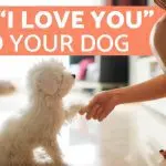 4 easy ways to show your dog your love