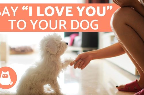 4 easy ways to show your dog your love