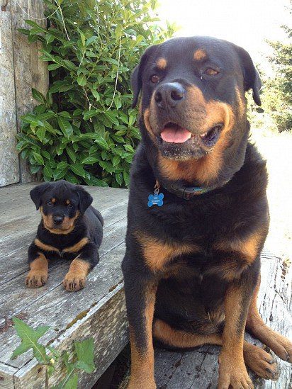 Rottweiler puppy with mom