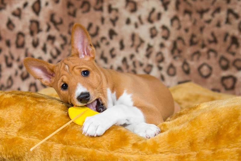 Basenji puppy chewing on a toy