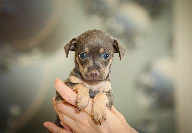 Cute Russian Toy Terrier Puppy