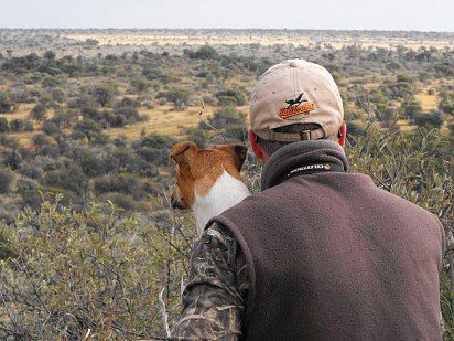 Hunting with a fox terrier