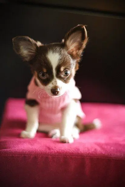 Chihuahua puppy