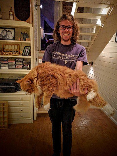 Norwegian forest cat with a human