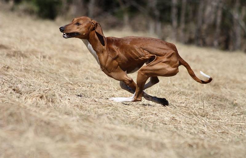 Australian greyhound