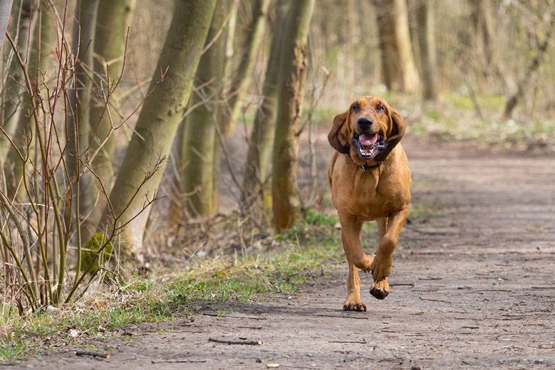 bloodhound running through the forest