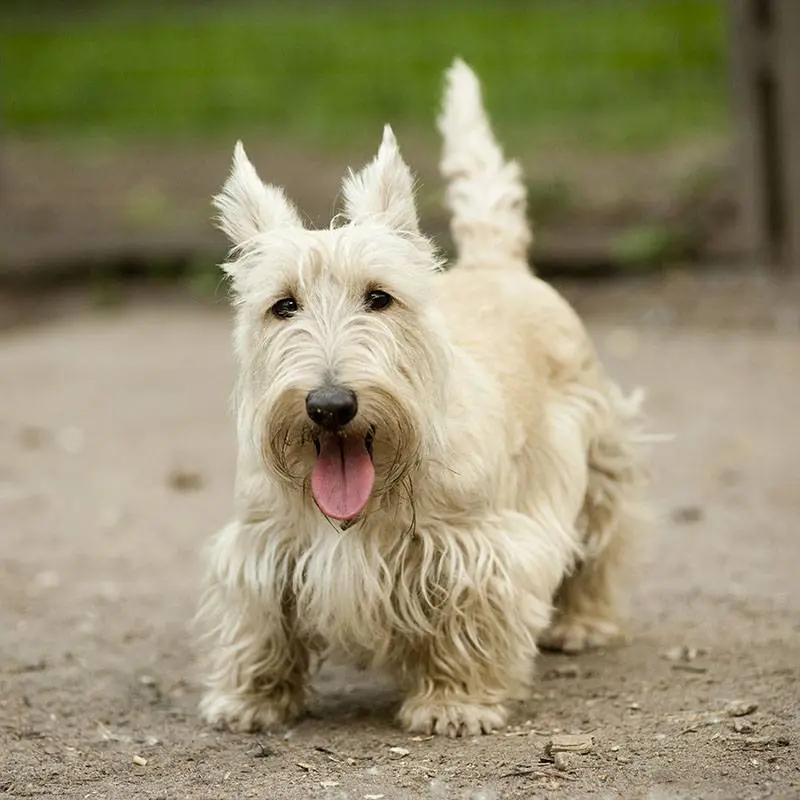 Scottish Terrier