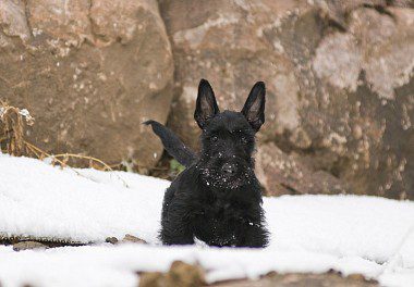 Scottish Terrier Puppy on the snow