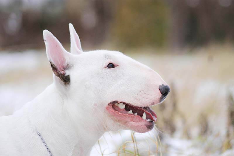 view of the muzzle of a bull terrier