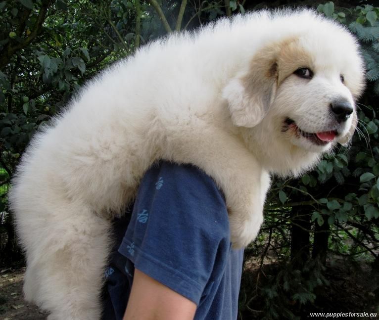 big puppy