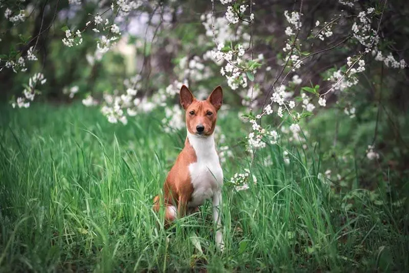 Basenji in a blooming garden