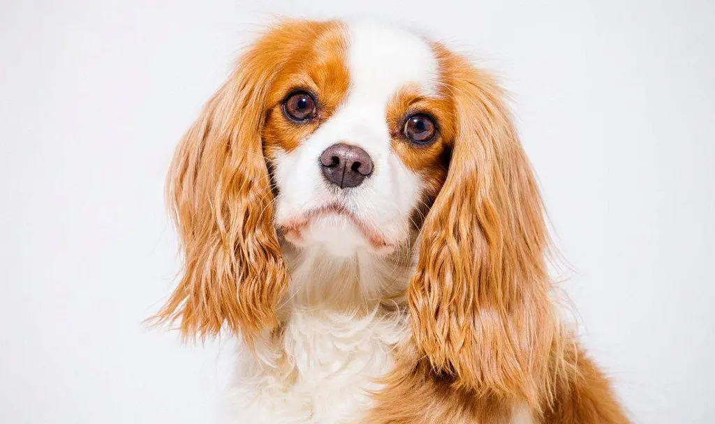 Cavalier King Charles Spaniel