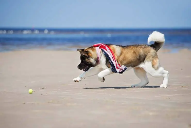 american akita walking