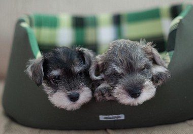 Miniature Schnauzer Puppies sleeping