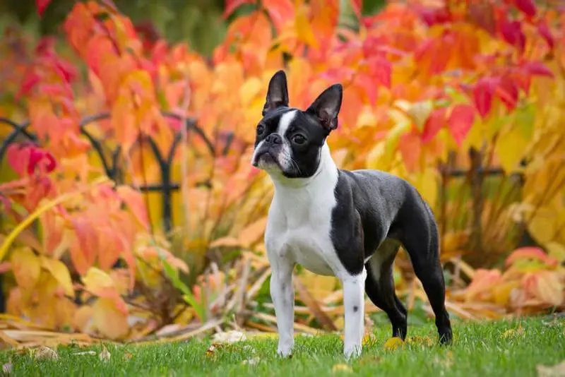 boston terrier character