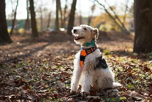 Fox Terrier