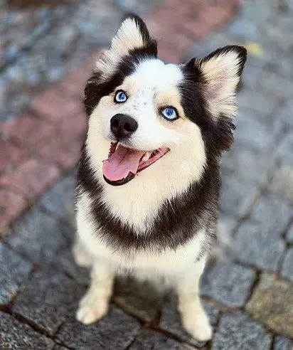 smile dog