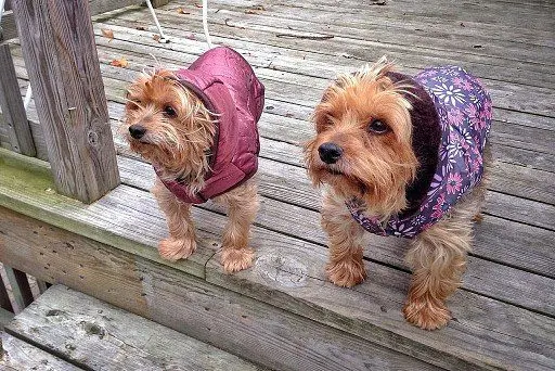 Yorkshire Terrier