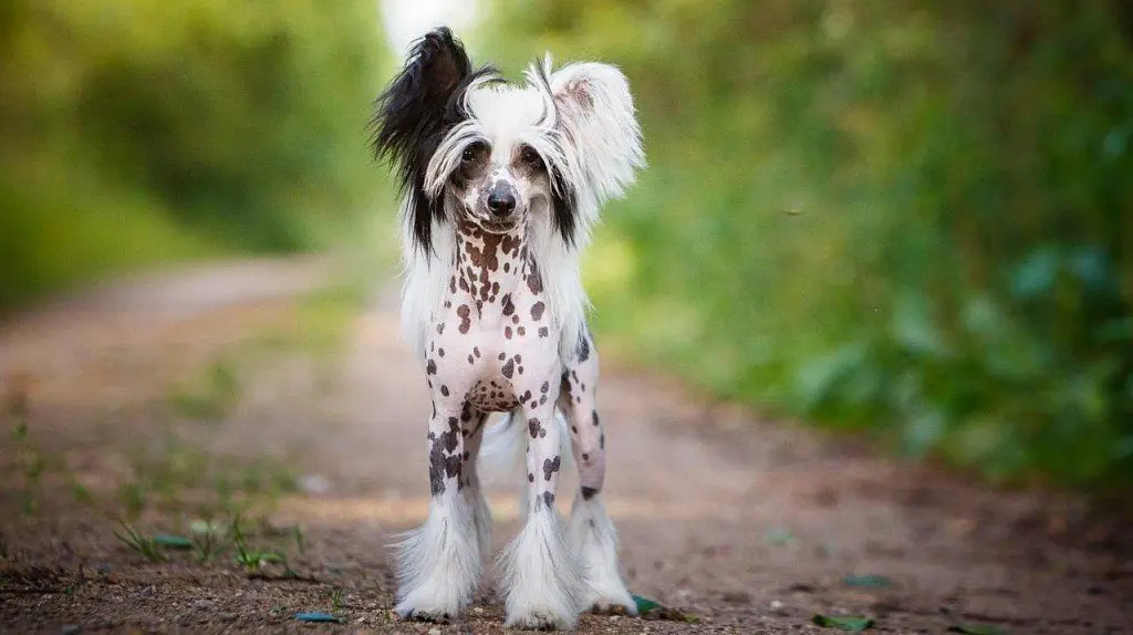 Chinese Crested Dog