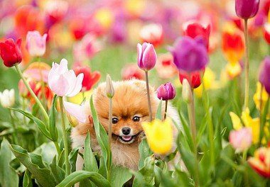 Pomeranian in the flowers