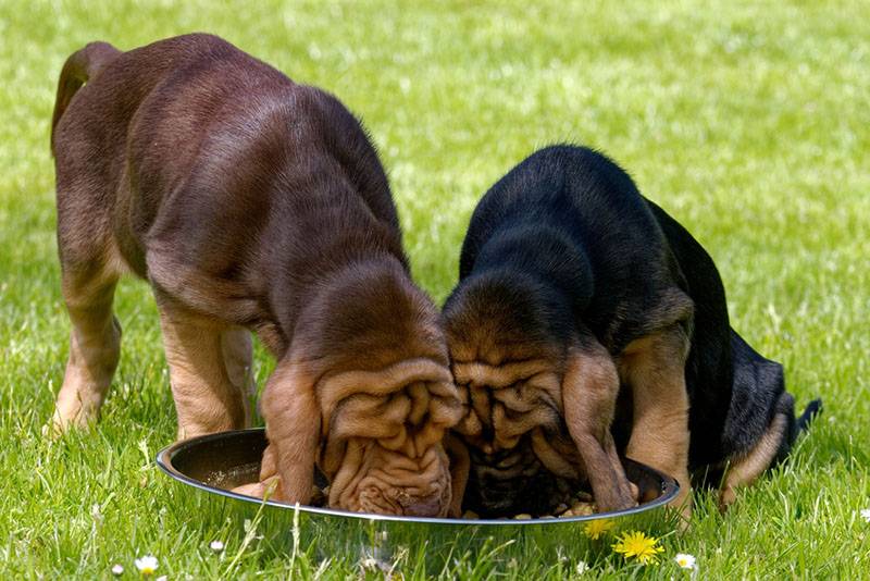 Bloodhound puppies eat from a bowl
