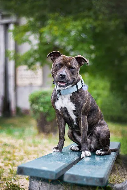 staffordshire bull terrier