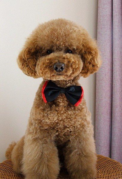 Poodle with Teddy Bear haircut