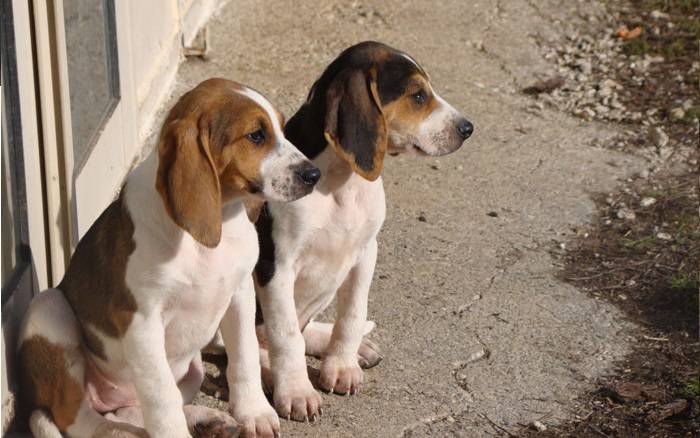 Anglo-French Lesser Hound Puppies