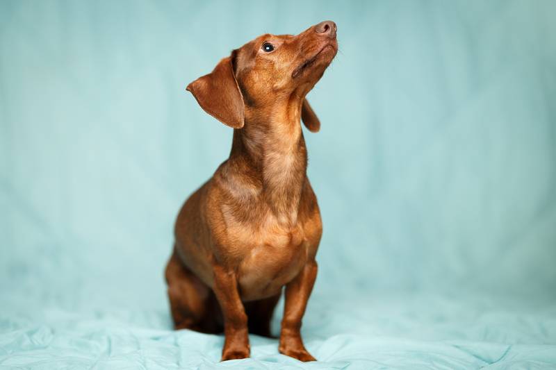 Funny Smooth-Haired Dachshund