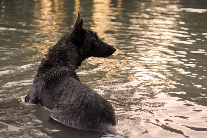 Dutch Shepherd in the water
