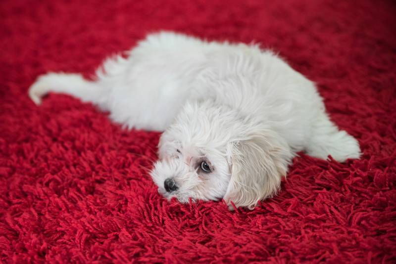 Dandie Dinmont Terrier on the carpet