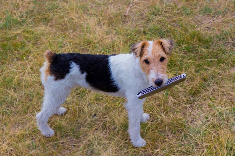 Wirehaired Fox Terrier with harmonica