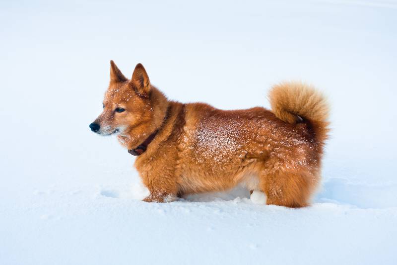 Karelian-Finnish Laika In the snow