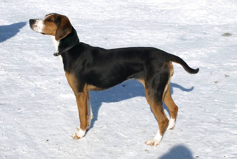 Small Swiss Hound on the snow
