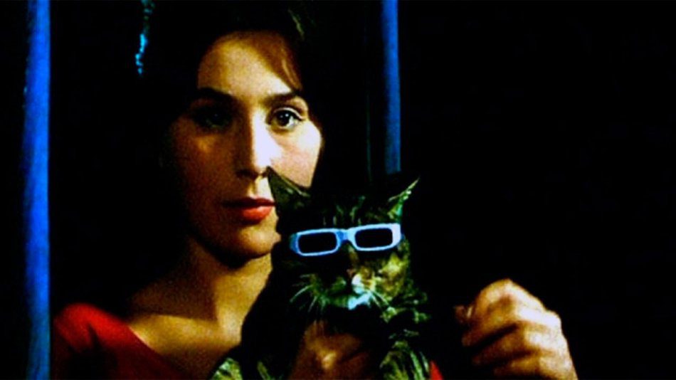 5 Cat Movies That Changed Peoples Lives