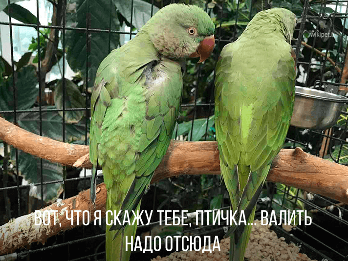 5 chatty parrots