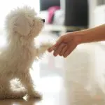 5 dog myths debunked by scientists