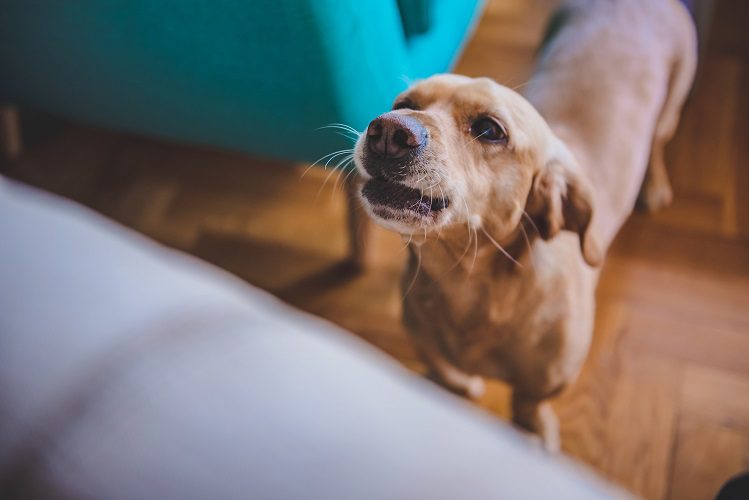 5 dog tricks you can learn right now