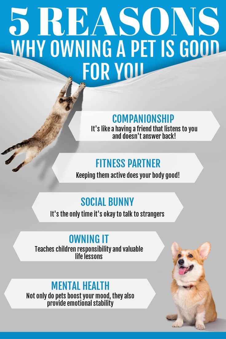 5 reasons to get a pet