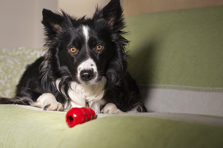 5 reasons why a dog digs the floor, bed and upholstered furniture