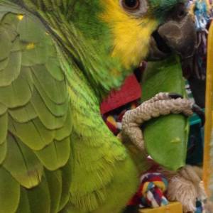 5 reasons why you shouldn&#8217;t have a large parrot