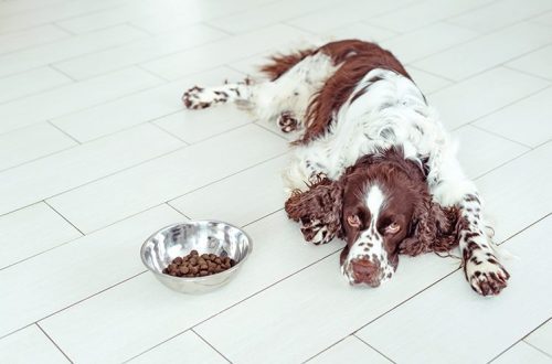 5 reasons why your dog is losing weight