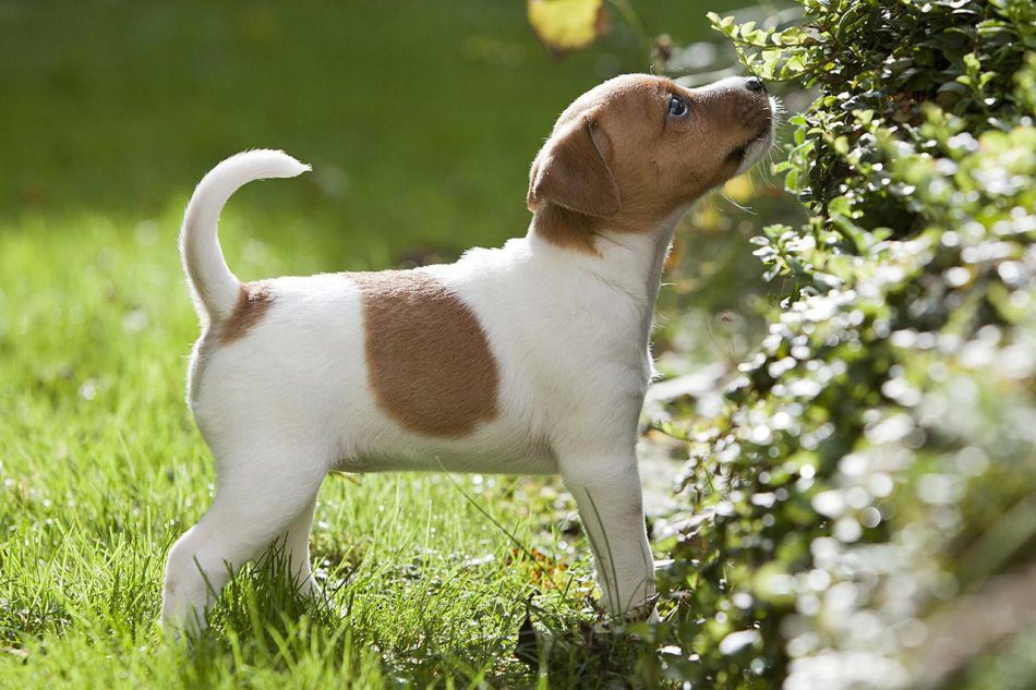 5 rules for raising a puppy for a beginner