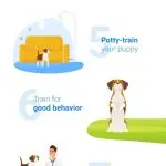 5 rules for raising a puppy for a beginner