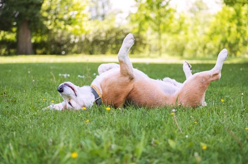 5 rules for summer holidays with a dog