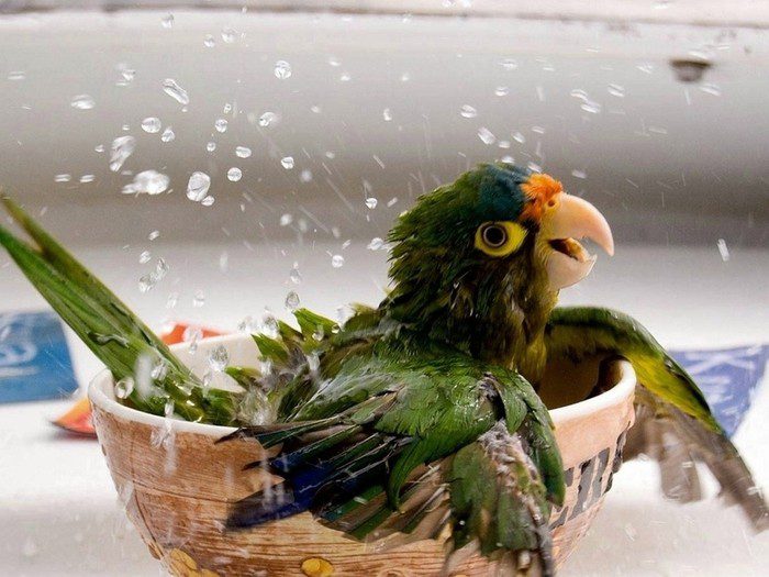 5 ways to care for parrots