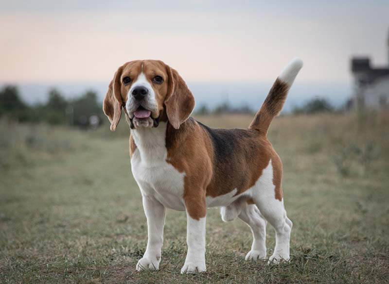 beagle's limbs